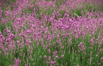 Pink Lavender as a colour in a Spring business capsule wardrobe