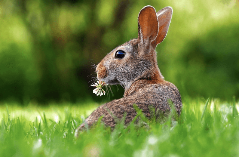 Easter rabbit image