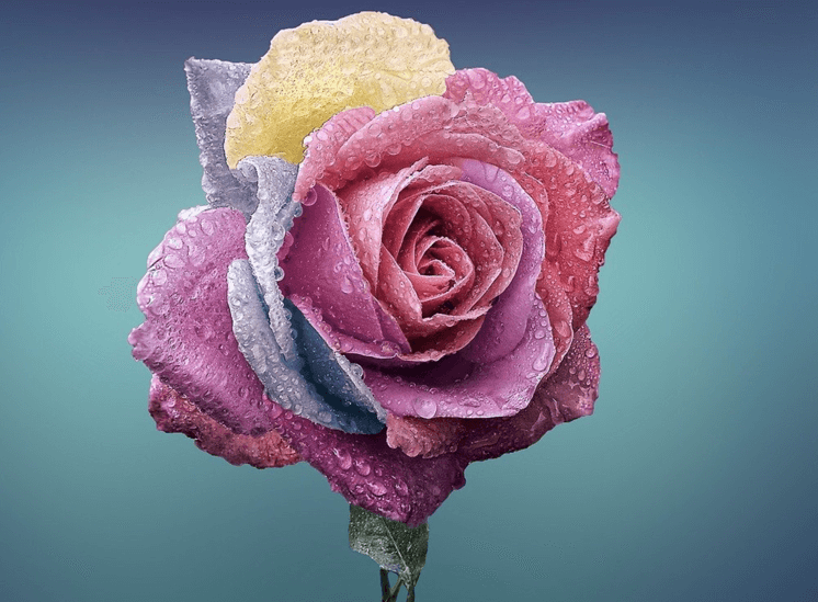 Rose symbolising elegance and executive style