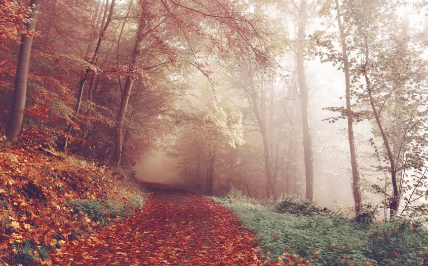 Autumn mist